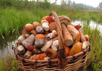 Любителям грибов-ягод на заметку: как не принести в лукошке радионуклиды
