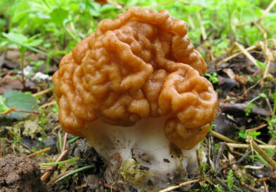 На заметку грибнику о весенних грибах